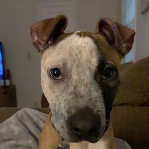 Meet your Posher, Corey